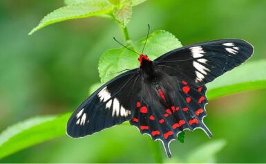 फुलपाखरं छान किती दिसती ! माथेरानमध्ये सापडलेल्या निसर्गाच्या आणखी रंगबिरंगी कलाकृती !!